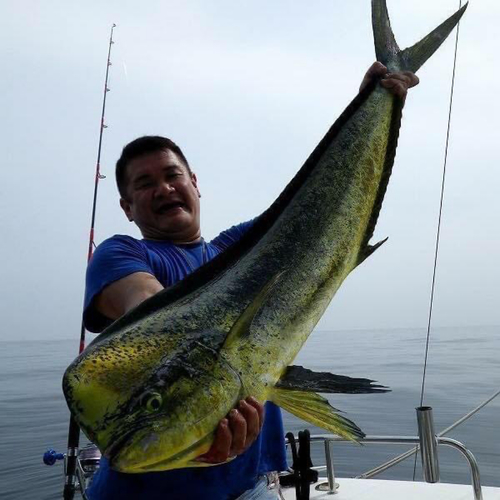 シイラの釣果