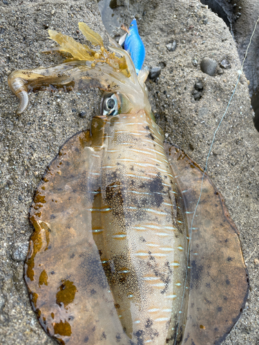 アオリイカの釣果