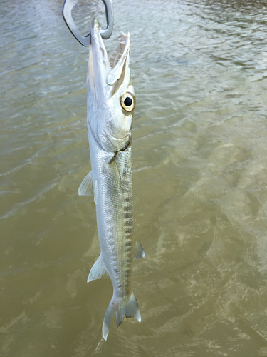 タメトモハゼの釣果