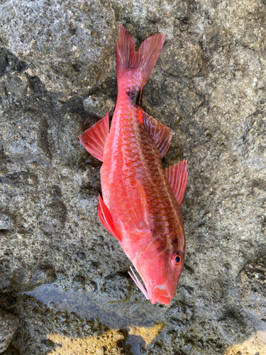 アカヒメジの釣果