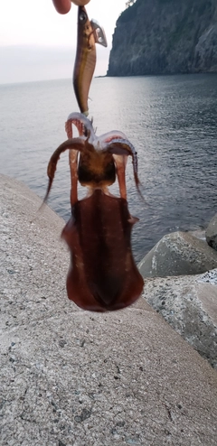 アオリイカの釣果