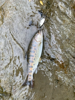 ヤマメの釣果