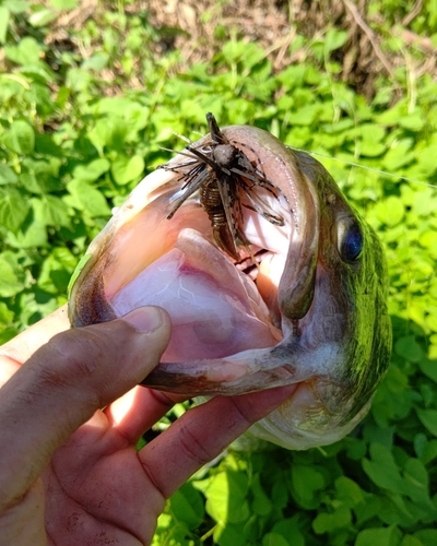 ブラックバスの釣果