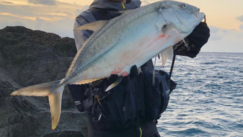 オニヒラアジの釣果