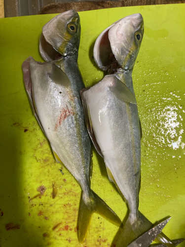 ワカシの釣果