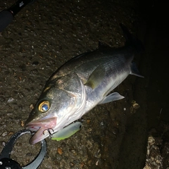 スズキの釣果