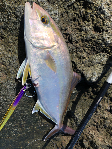 カンパチの釣果