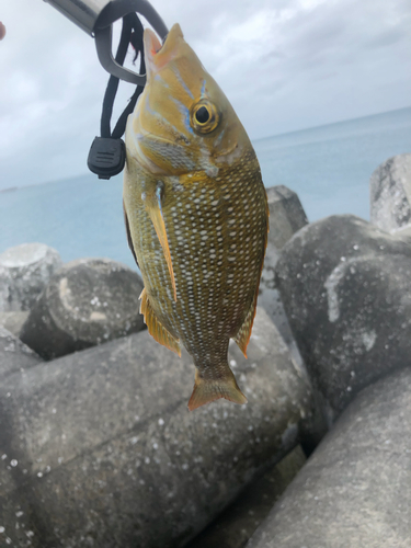 タマンの釣果