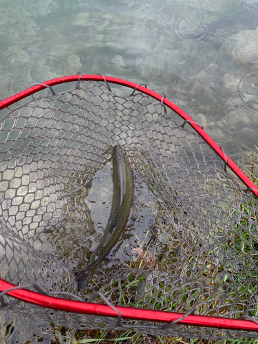 ニジマスの釣果