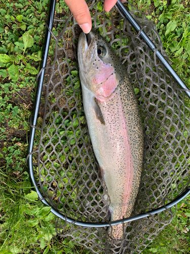 ニジマスの釣果