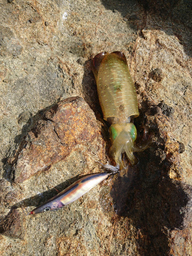 アオリイカの釣果