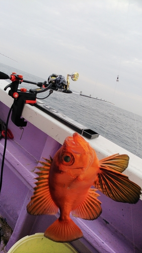 キントキダイの釣果