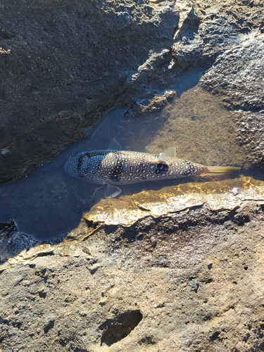 フグの釣果