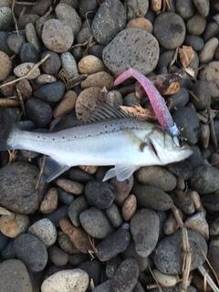 セイゴ（マルスズキ）の釣果