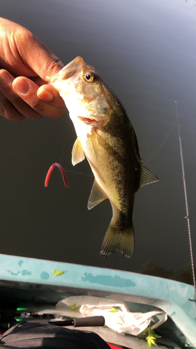 ブラックバスの釣果