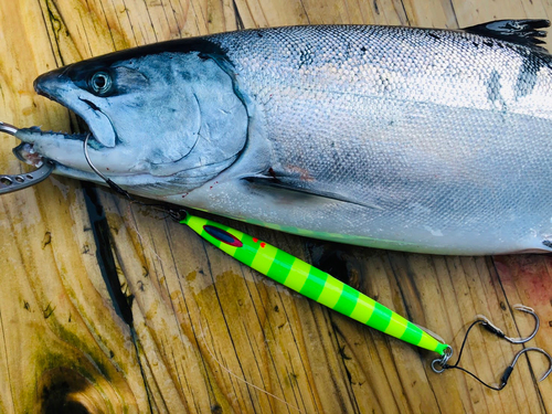 ナマズの釣果