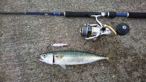 サバの釣果