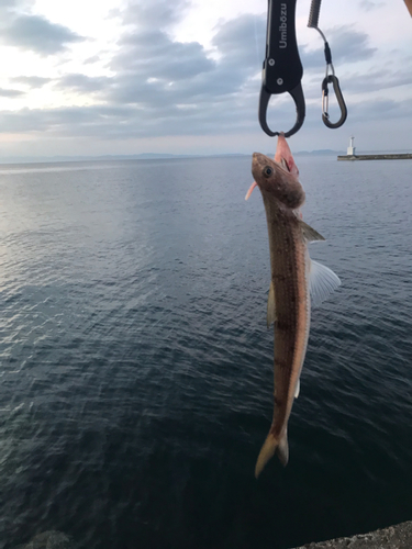 エソの釣果