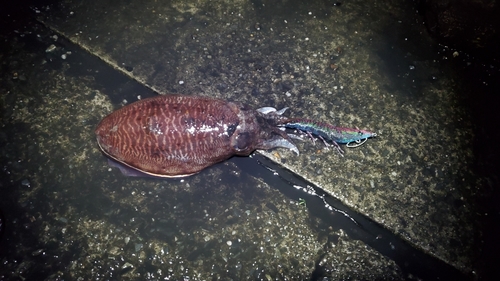 コウイカの釣果