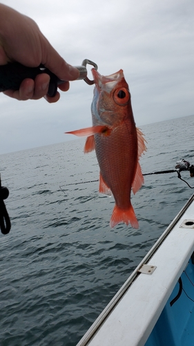 アカムツの釣果