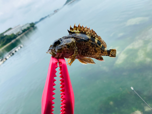 ガシラの釣果