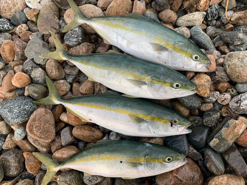 ツバイソの釣果