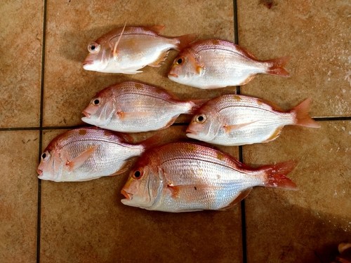 レンコダイの釣果