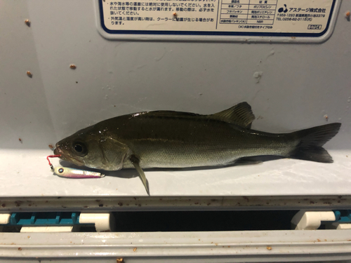 セイゴ（マルスズキ）の釣果