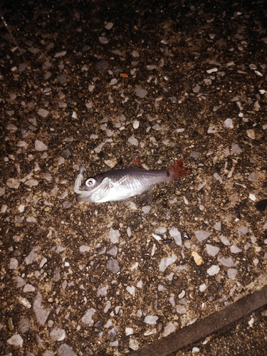 ネンブツダイの釣果