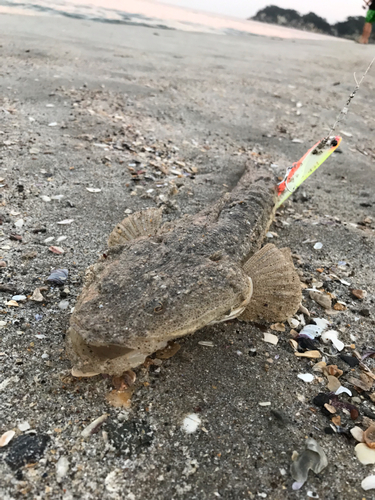 マゴチの釣果