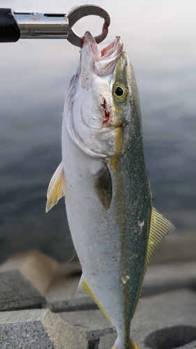 モジャコの釣果