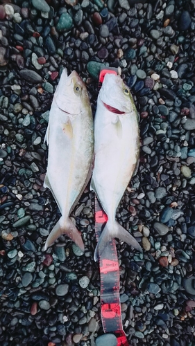 カンパチの釣果