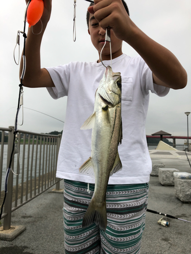 セイゴ（マルスズキ）の釣果