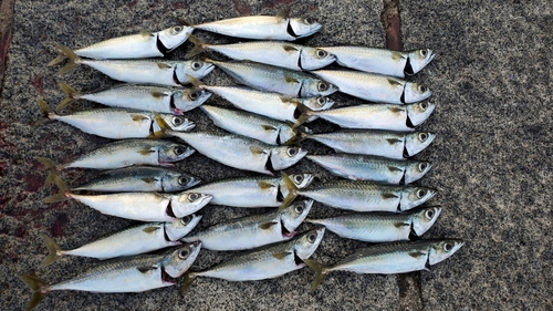 サバの釣果