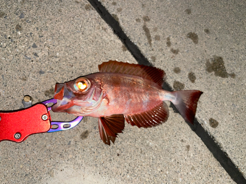 キントキダイの釣果