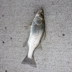セイゴ（マルスズキ）の釣果