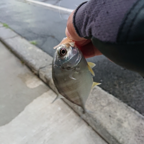 メッキの釣果