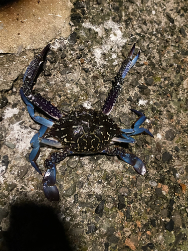 タイワンガザミの釣果