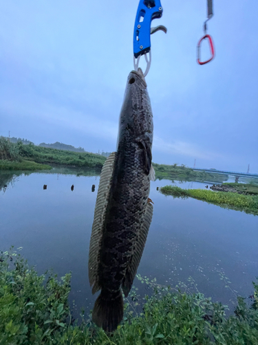 ライギョの釣果