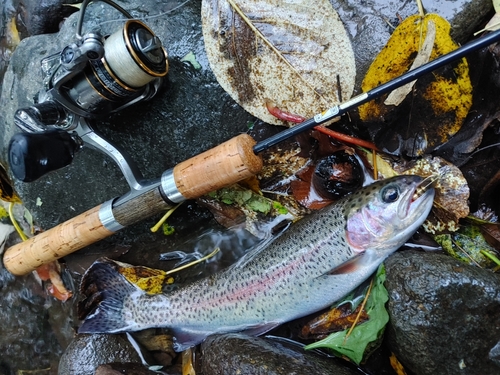 ニジマスの釣果