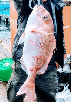 タイの釣果