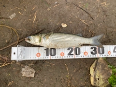 ボラの釣果