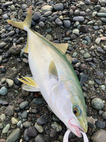 ワカシの釣果