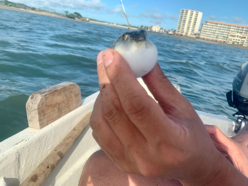 ショウサイフグの釣果