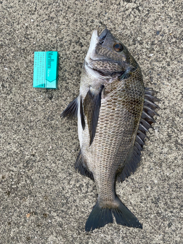 チヌの釣果