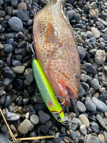 オオモンハタの釣果