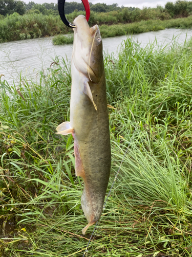 マナマズの釣果