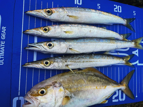 カマスの釣果