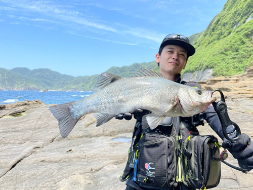 ヒラスズキの釣果