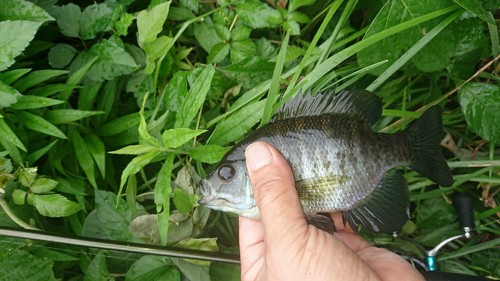 ブルーギルの釣果